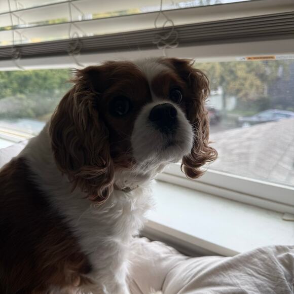 MOLLY BRACKEN | Black White Ditzy Mini Print Floral Dress High Low Hem | Size XL - Picture 7 of 12